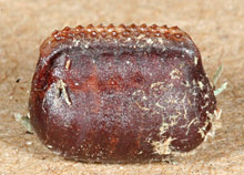 American cockroach egg case