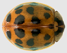 Multicolored Asian lady beetle