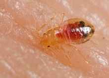 Bed bug nymph feeding.