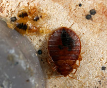 Adult, nymphs and blood spots on wood.