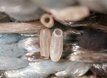 Bed bug eggs on mattress fabric.