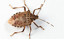 Brown marmorated stink bug