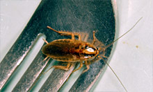 German cockroach