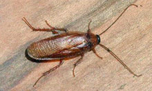 Wood cockroach